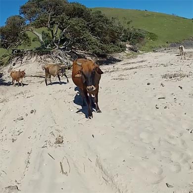 Cows on the beach - only seen on the Wild Coast